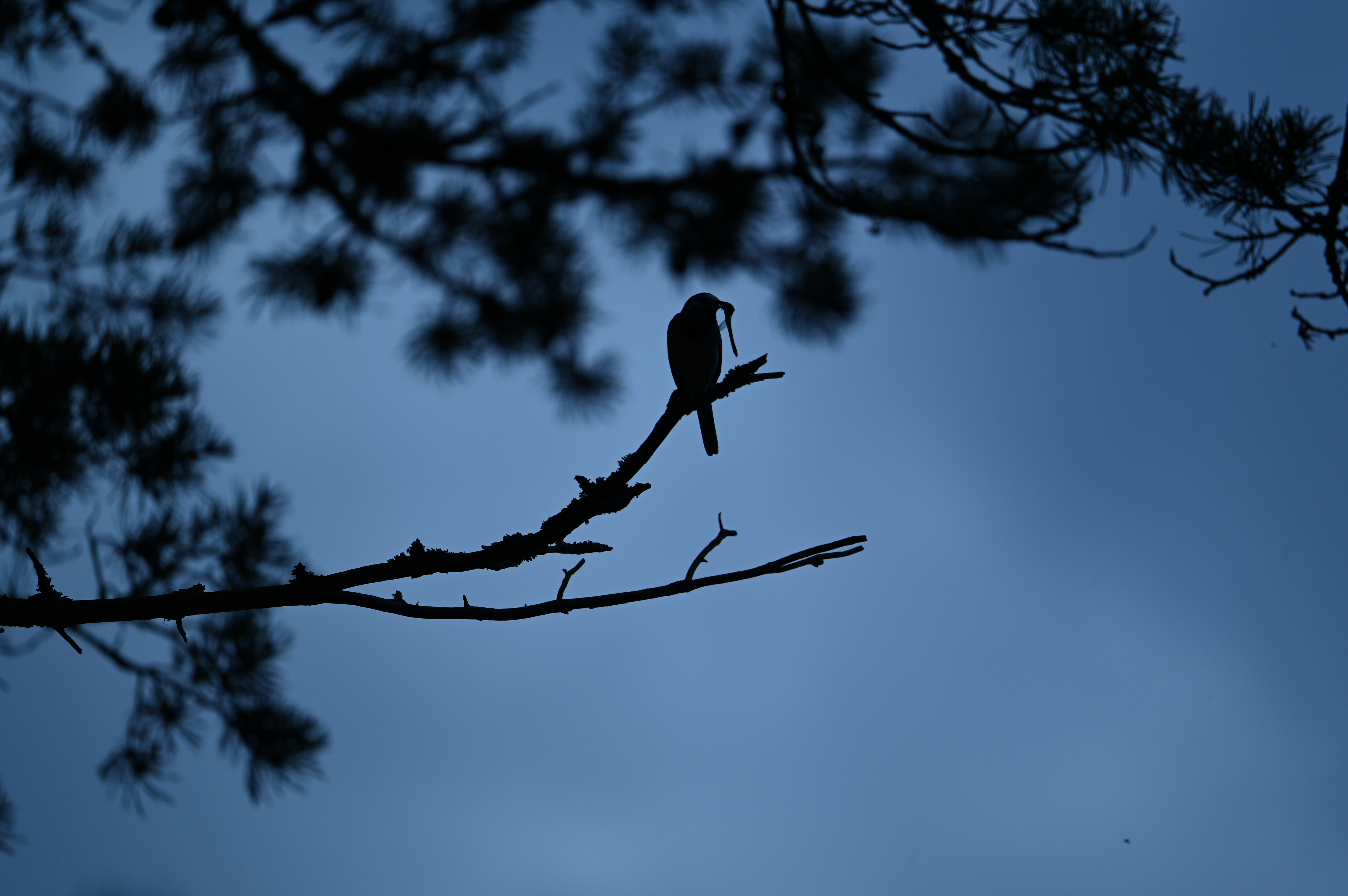 2025/07/09-14 - trip/DSC_0400.JPG